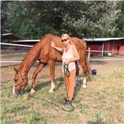 Insegnante materie umanistiche